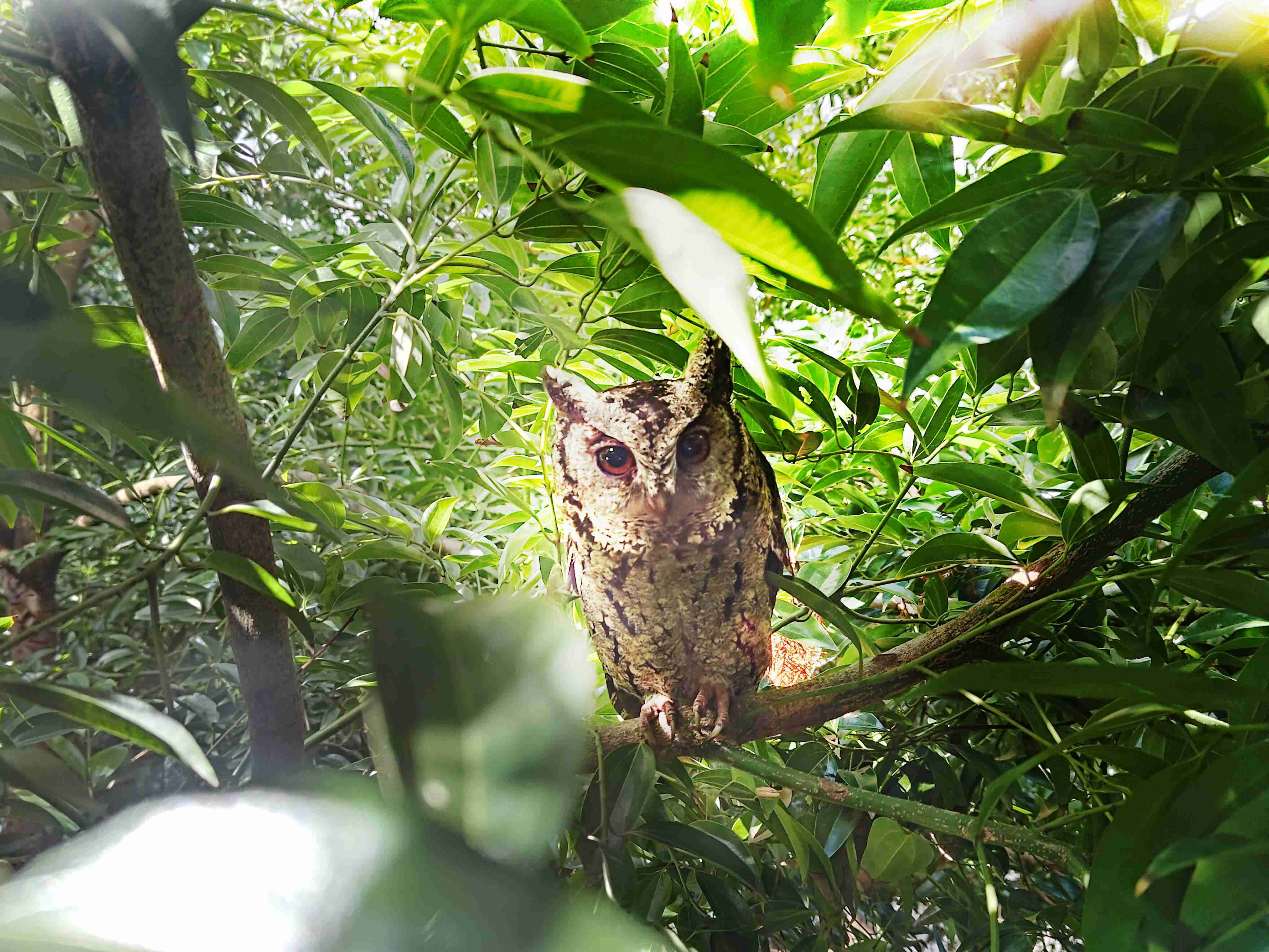 牛牛游戏致力提倡净零绿生活，，16年以来在全球各厂区植树逾百万棵，，造就各厂区树木蔚然成林，，，犹如森林工厂，，成为许多生物的栖息地